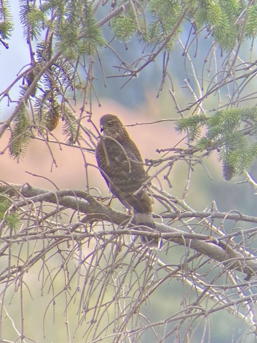 Sharp-shinned Hawk - ML641276060