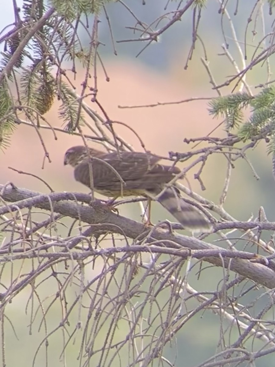 Sharp-shinned Hawk - ML641276061