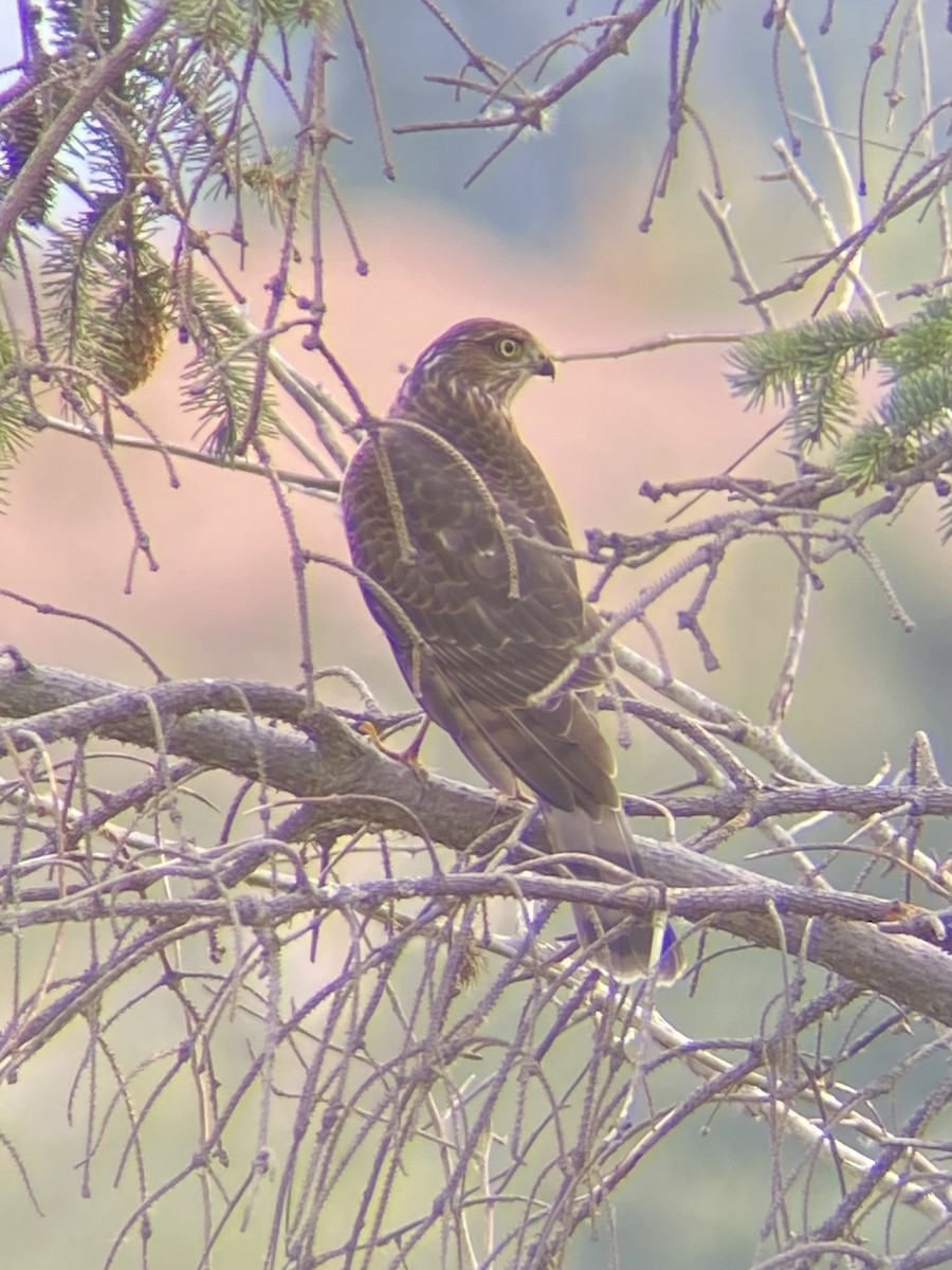 Sharp-shinned Hawk - ML641276062