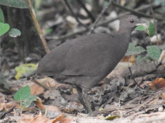 Cinereous Tinamou - ML641276066