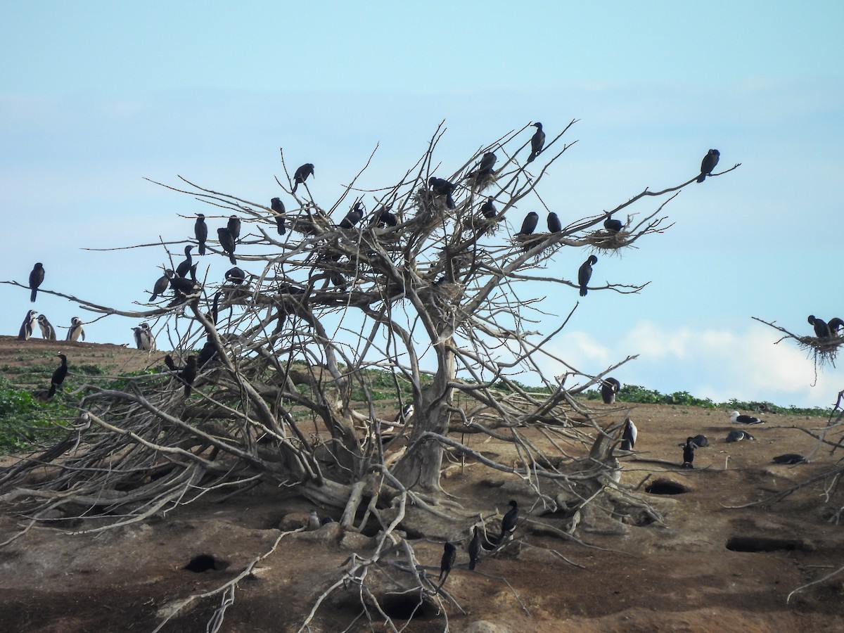 Neotropic Cormorant - ML641276075