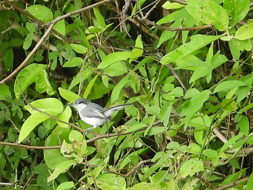 Tropical Gnatcatcher - ML641276082