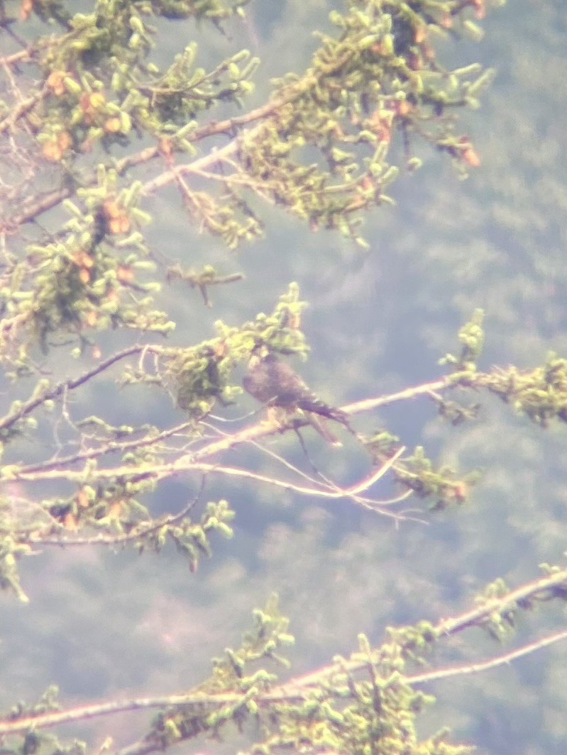 Halcón Peregrino - ML641276086