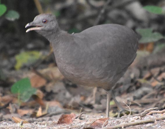 Cinereous Tinamou - ML641276087