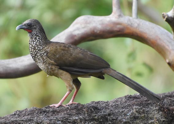 Speckled Chachalaca - ML641276102