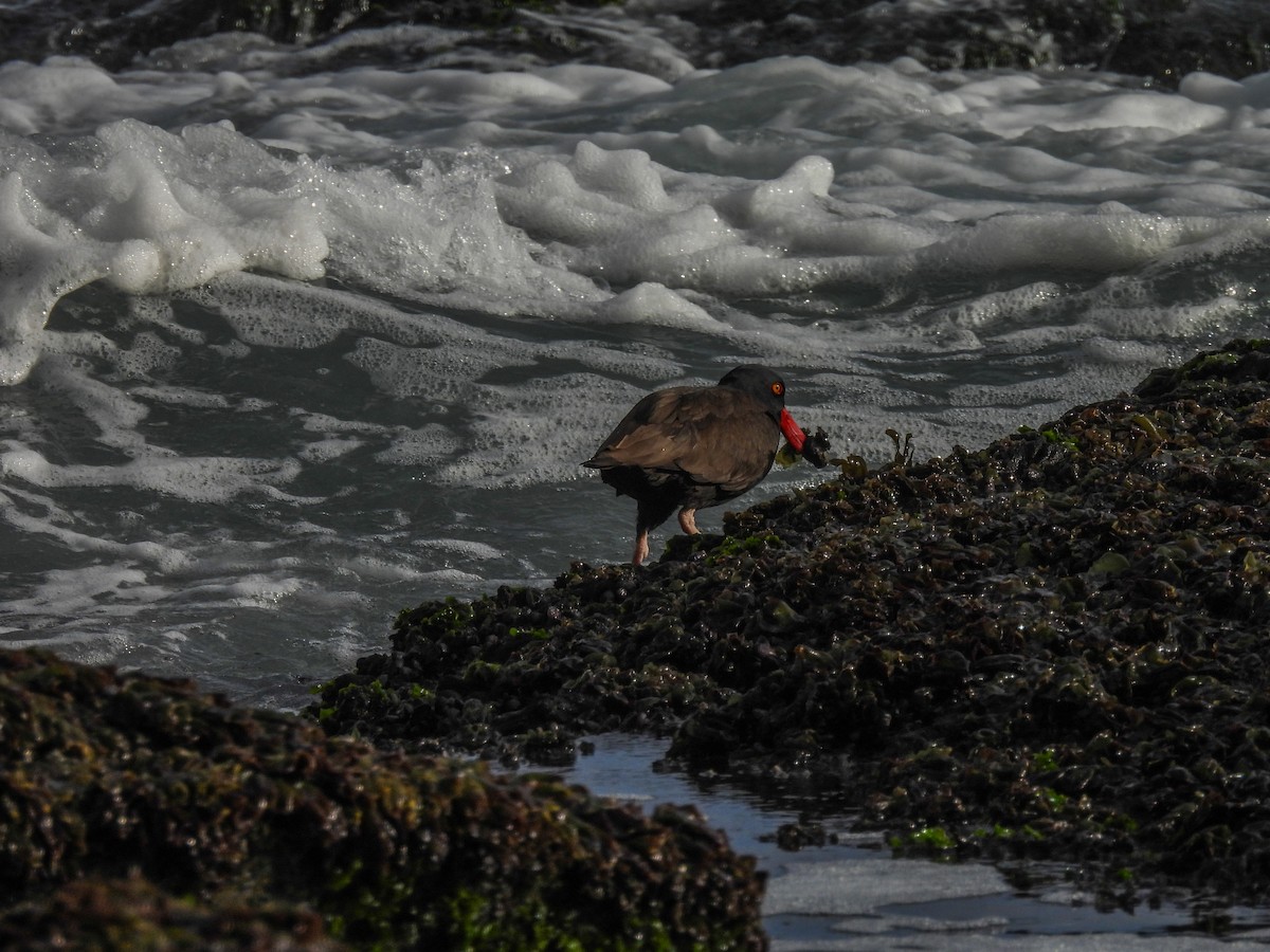 Blackish Oystercatcher - ML641276103