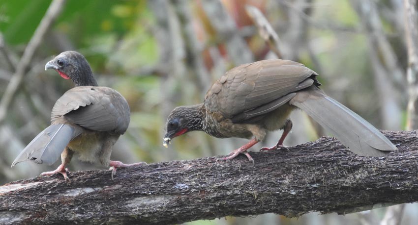 Speckled Chachalaca - ML641276109