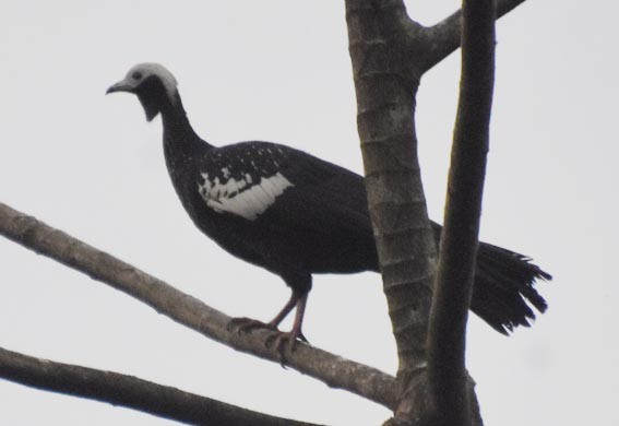 Blue-throated Piping-Guan - ML641276121