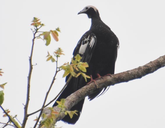 Blue-throated Piping-Guan - ML641276126
