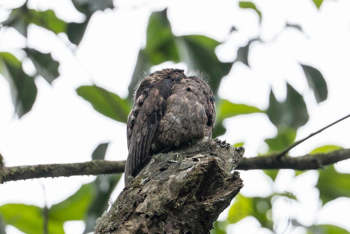 Common Potoo - ML641276128