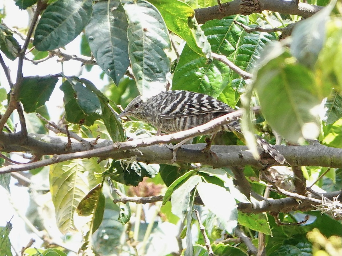 Fasciated Wren - ML641276132