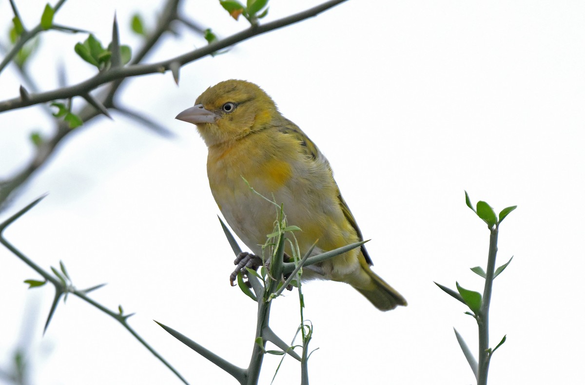 Lesser Masked-Weaver - ML641276141