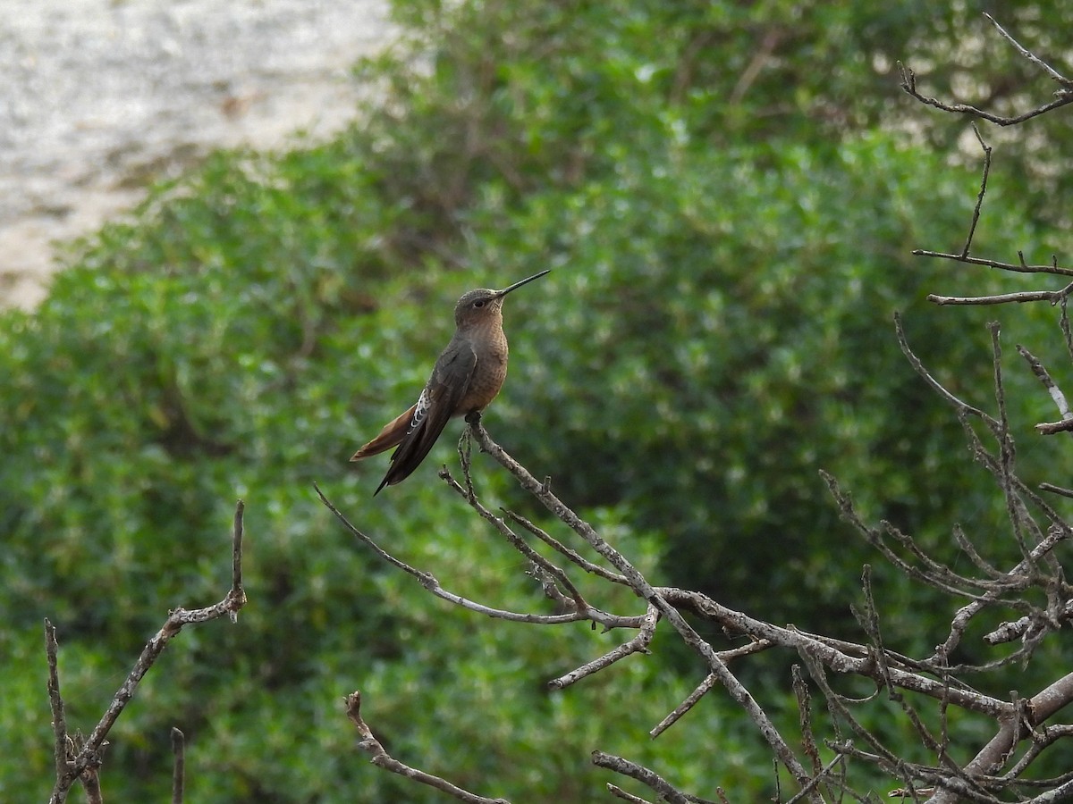 Giant Hummingbird - ML641276145