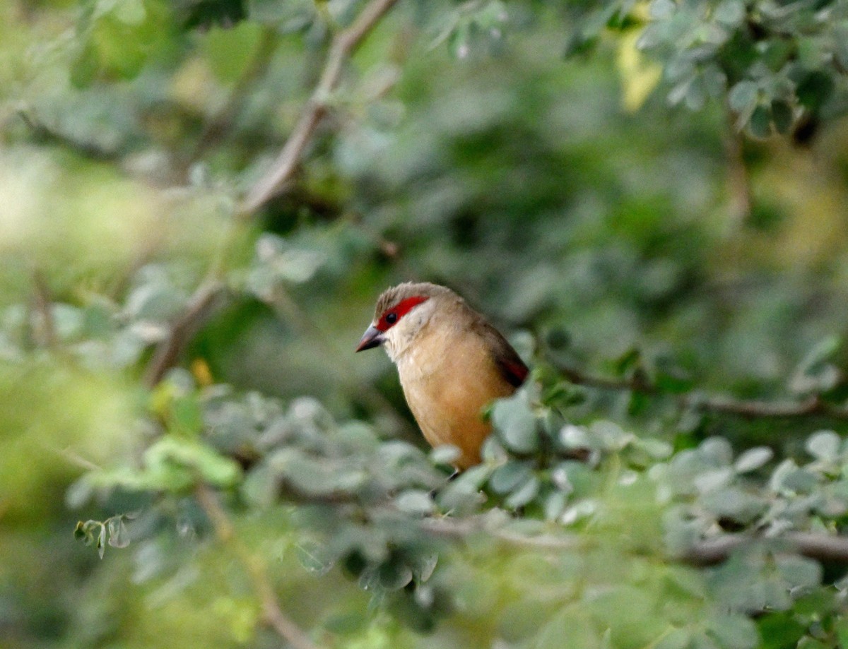 Crimson-rumped Waxbill - ML641276147