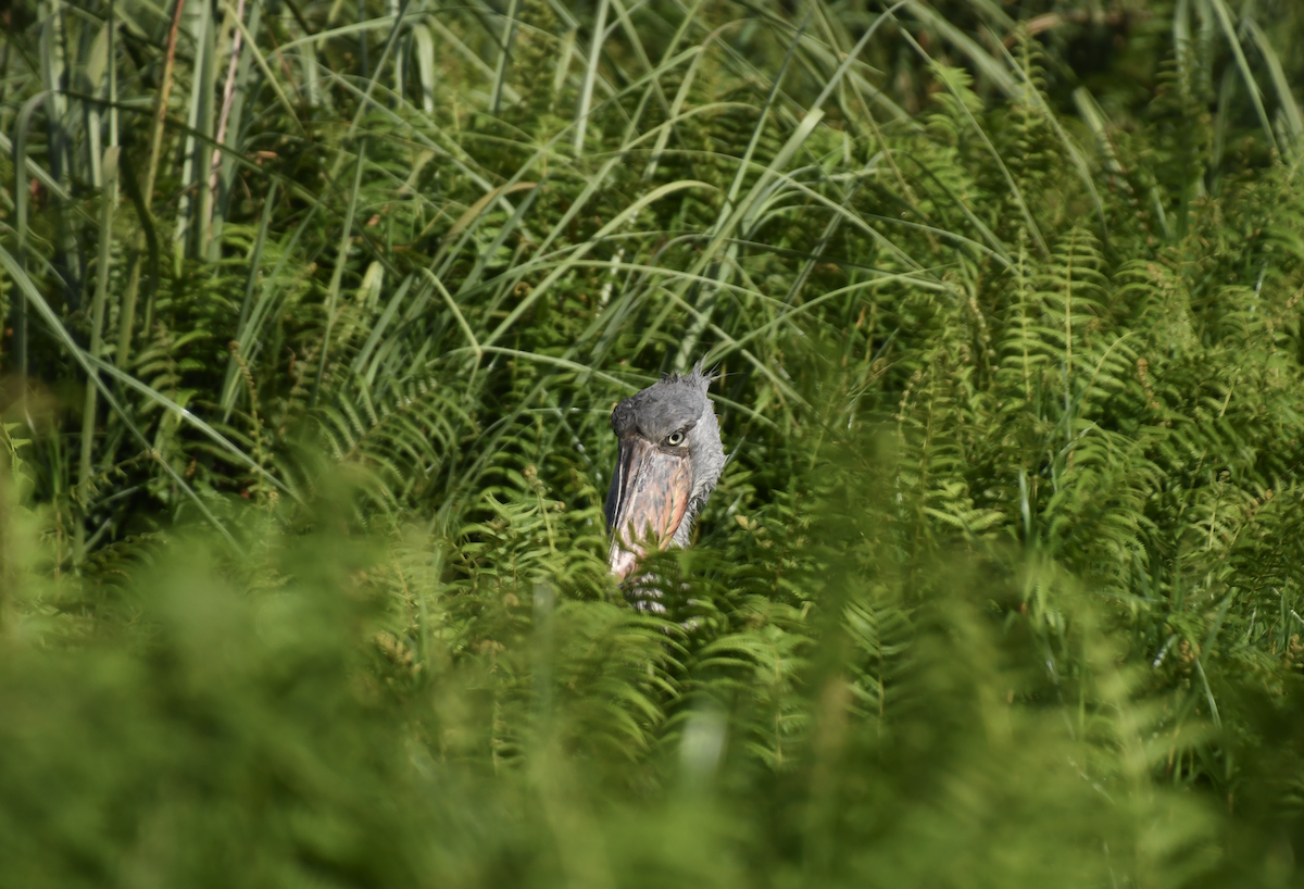 Shoebill - ML641276151