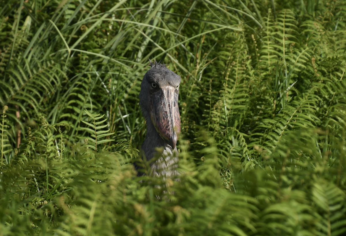 Shoebill - ML641276153