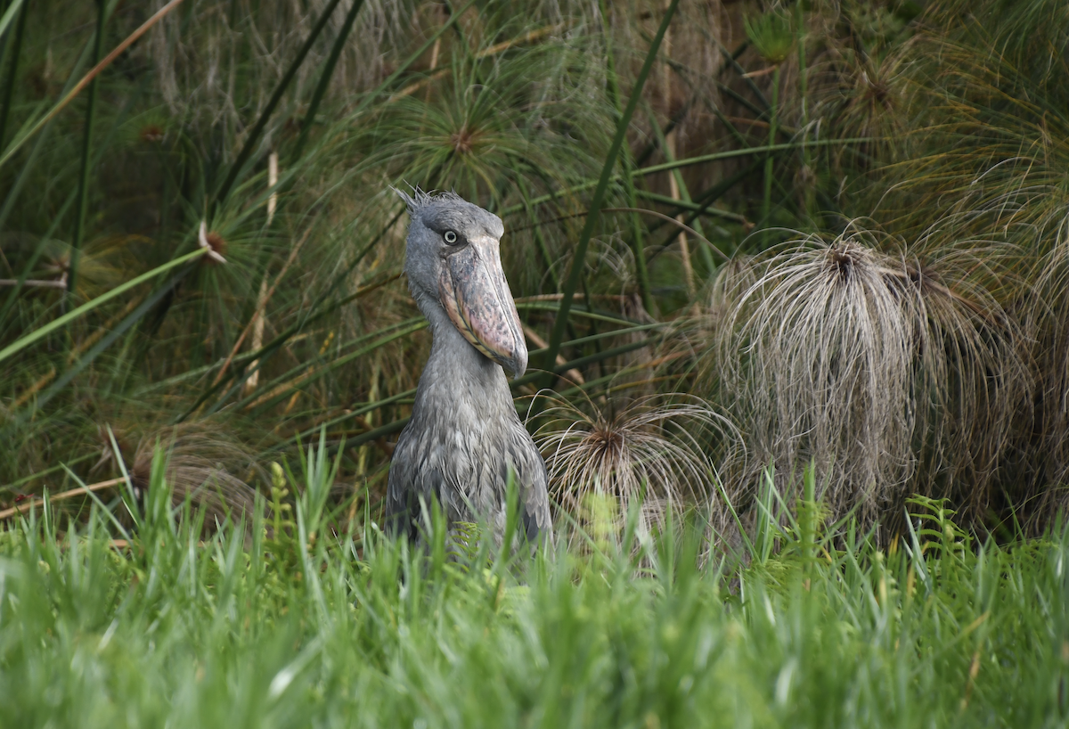 Shoebill - ML641276154