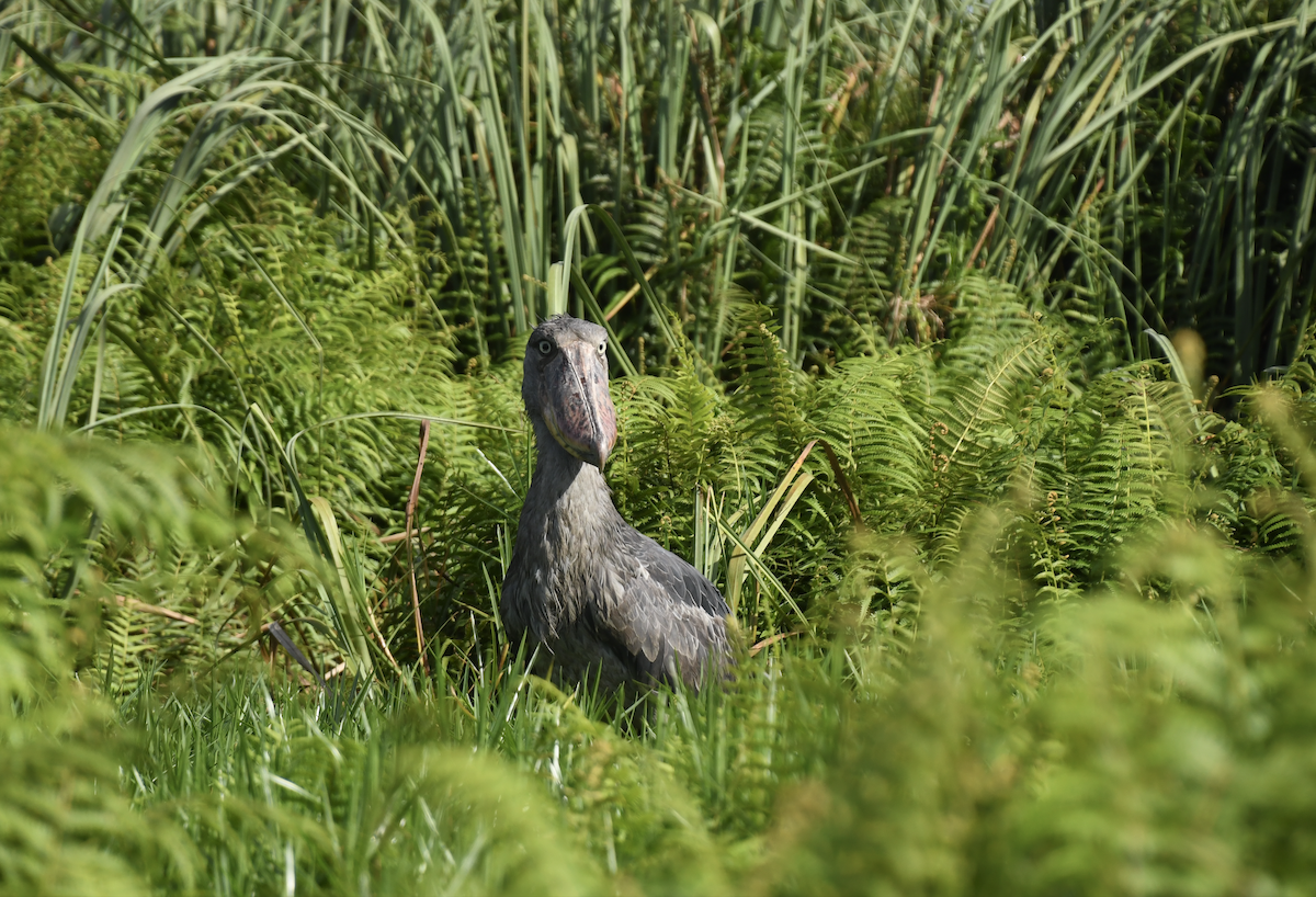 Shoebill - ML641276155
