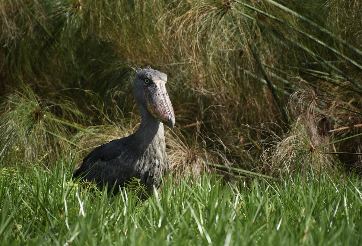 Shoebill - ML641276156