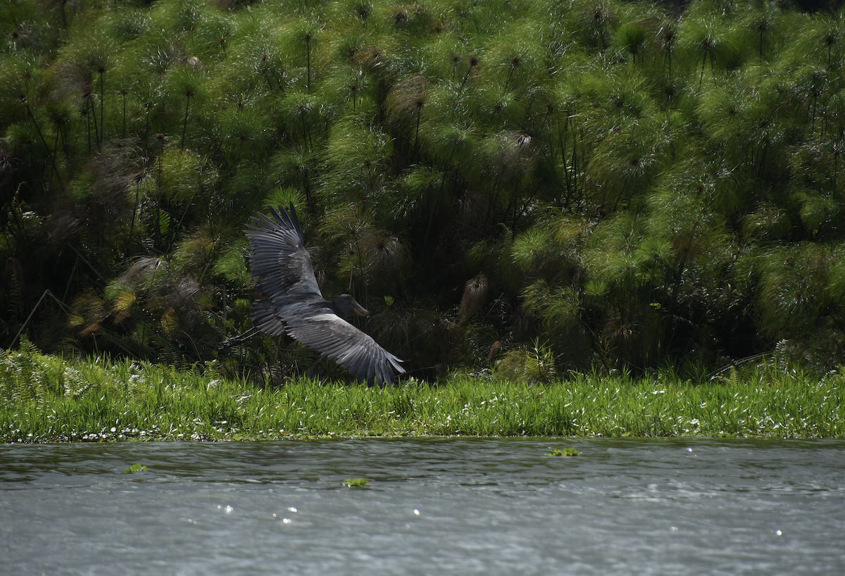 Shoebill - ML641276158