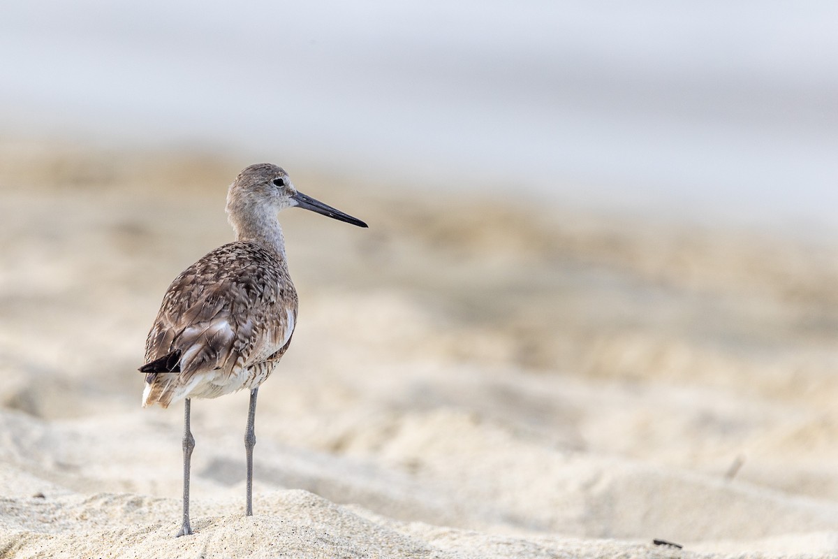 Willet - ML641276200