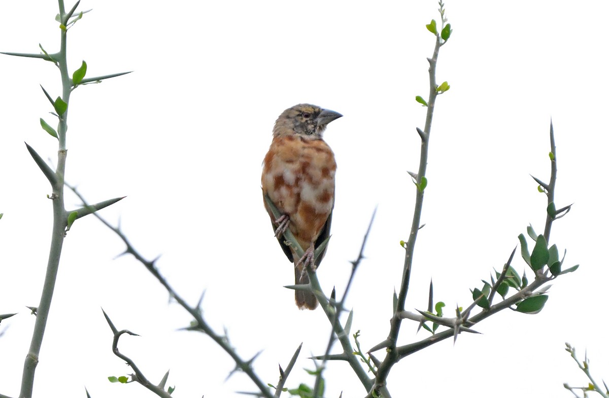 Chestnut Weaver - ML641276218