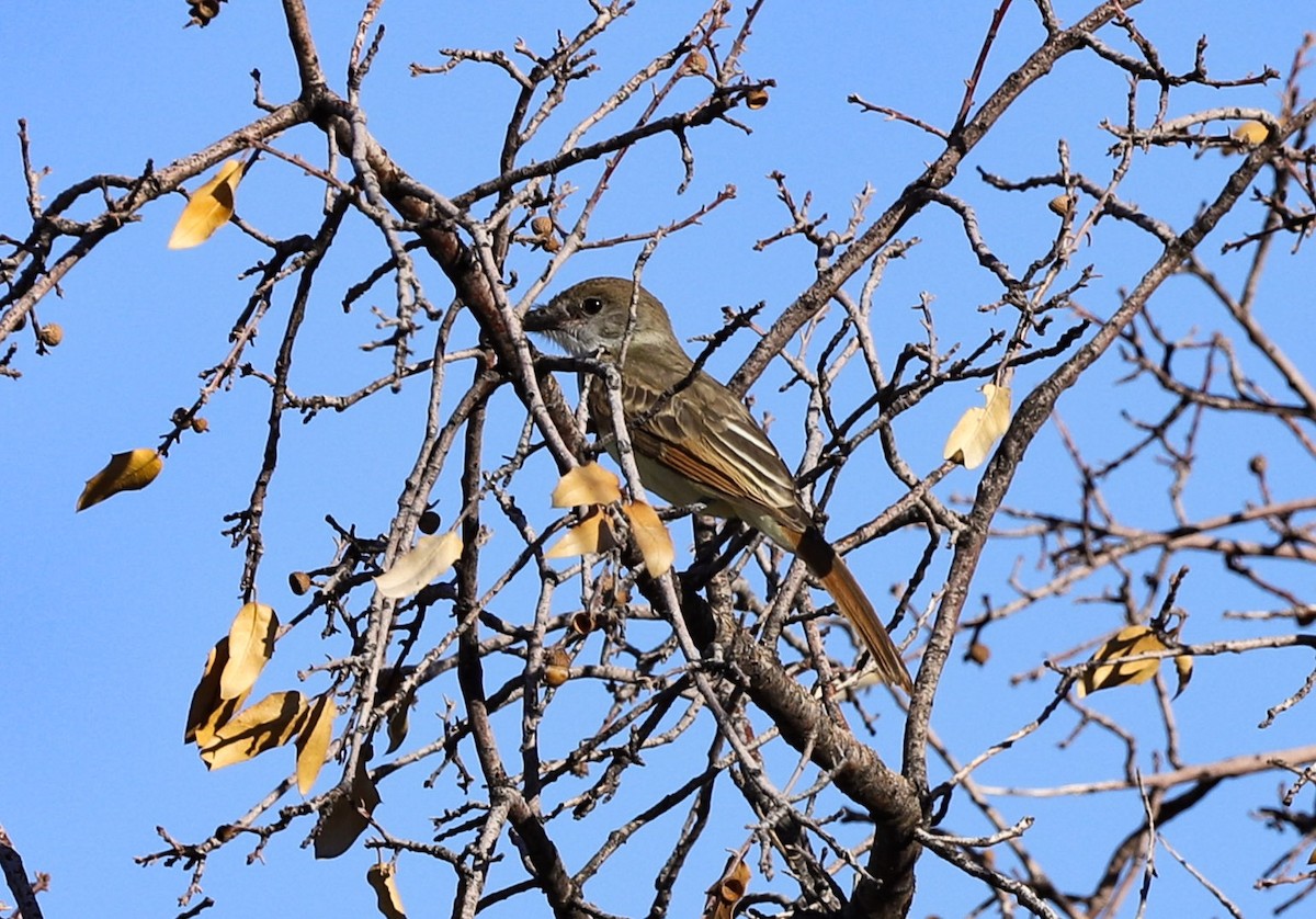 Copetón Tiranillo - ML641276227