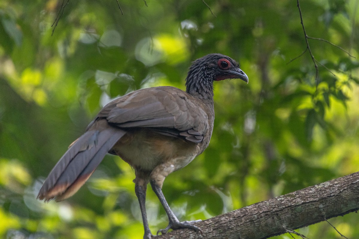 West Mexican Chachalaca - ML641276228