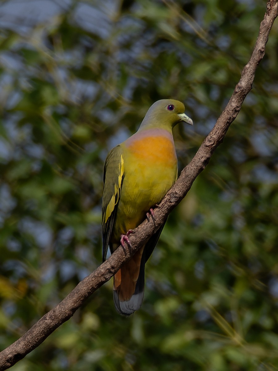 橙胸綠鳩 - ML641276229