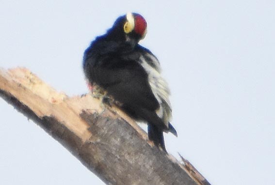Yellow-tufted Woodpecker - ML641276234
