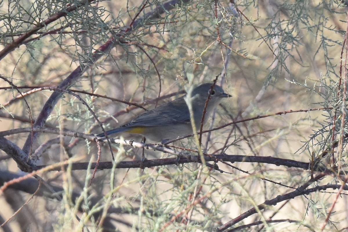Virginia's Warbler - ML641276238