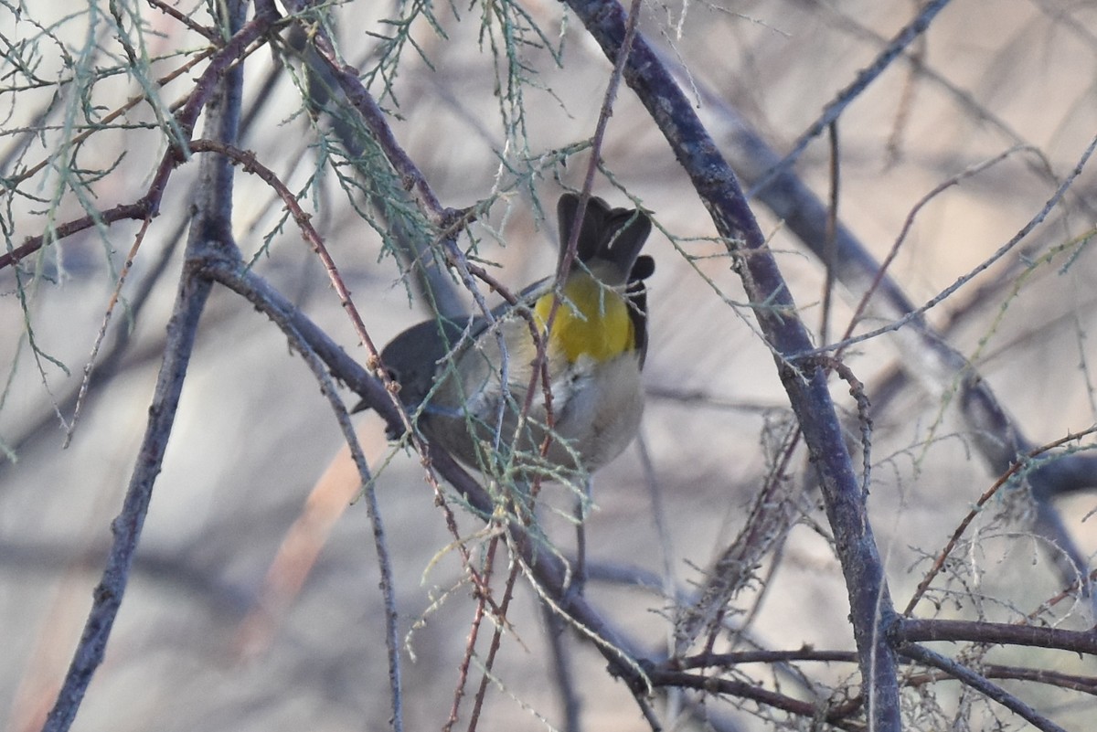 Virginia's Warbler - ML641276243