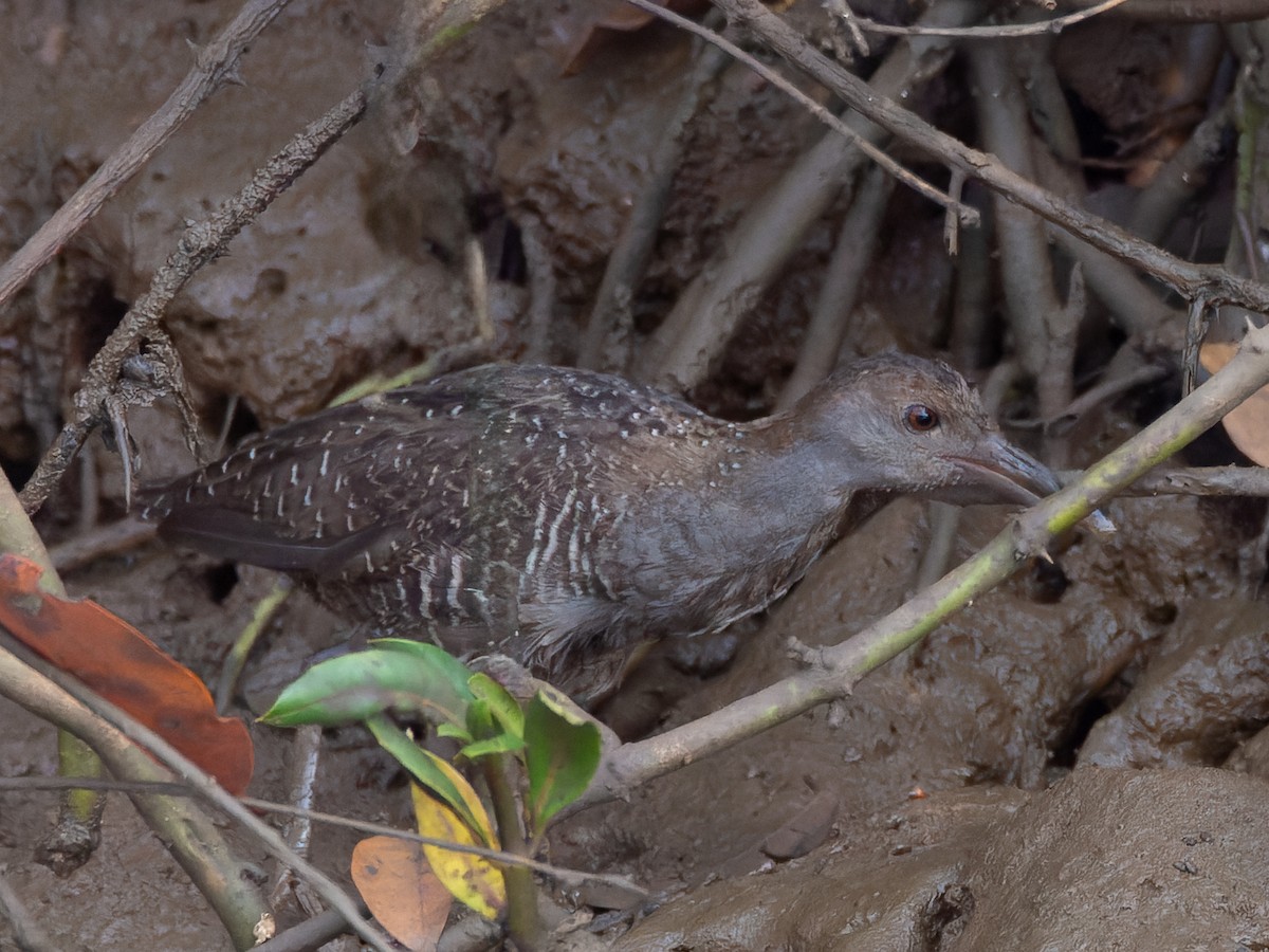 Slaty-breasted Rail - ML641276253