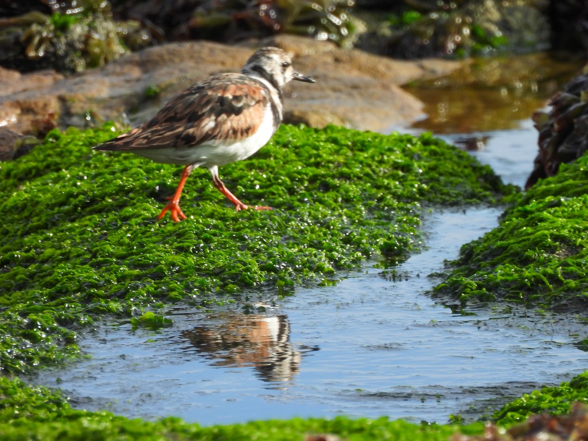 Ruddy Turnstone - ML641276262