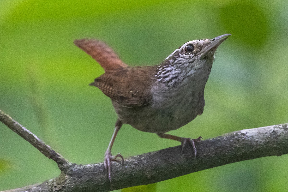 Sinaloa Wren - ML641276265