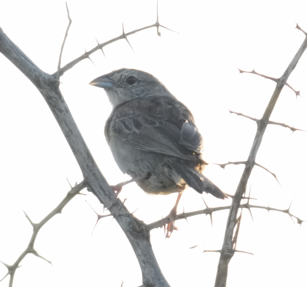 Botteri's Sparrow - ML641276301