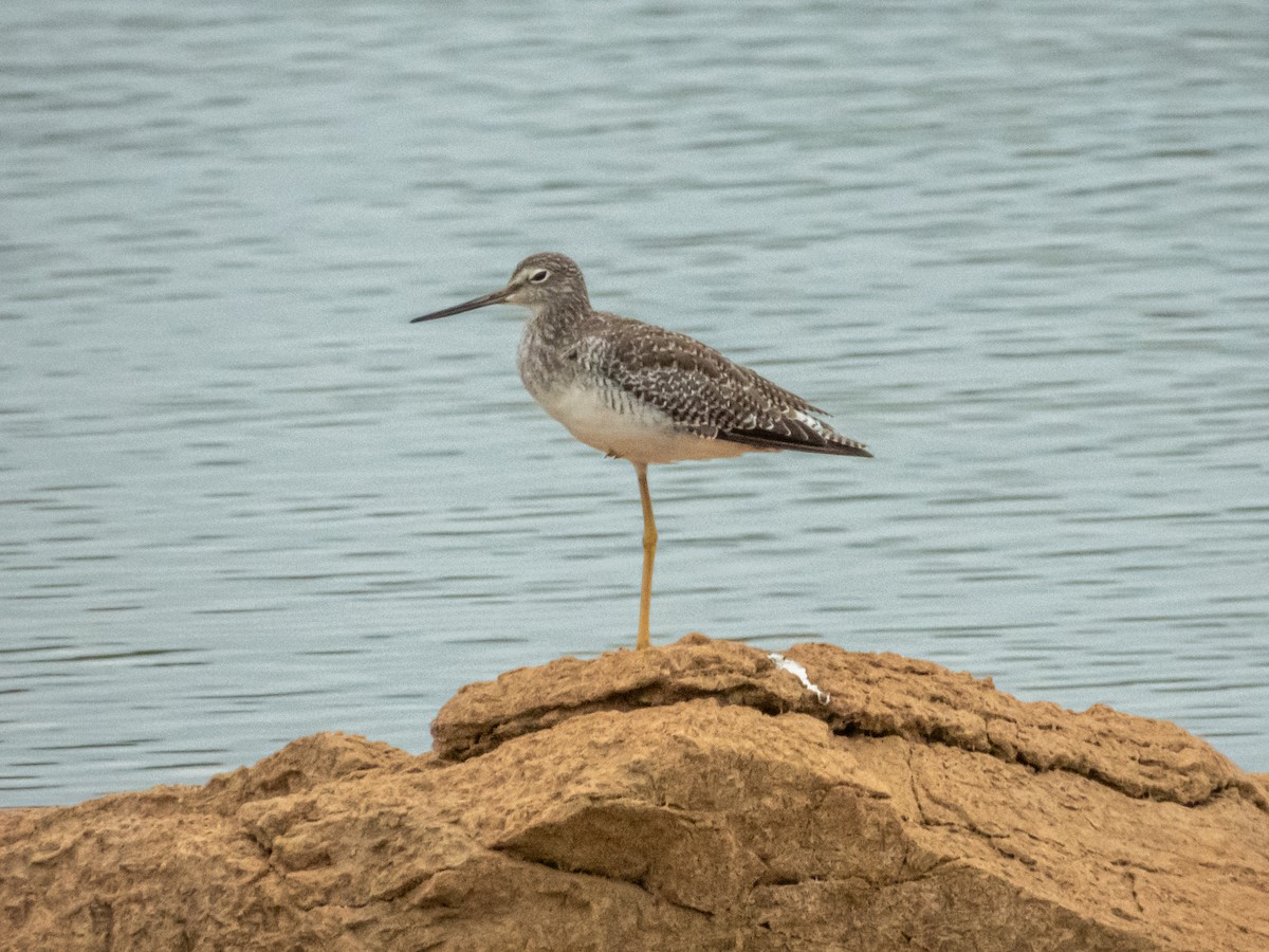 Greater Yellowlegs - ML641276302