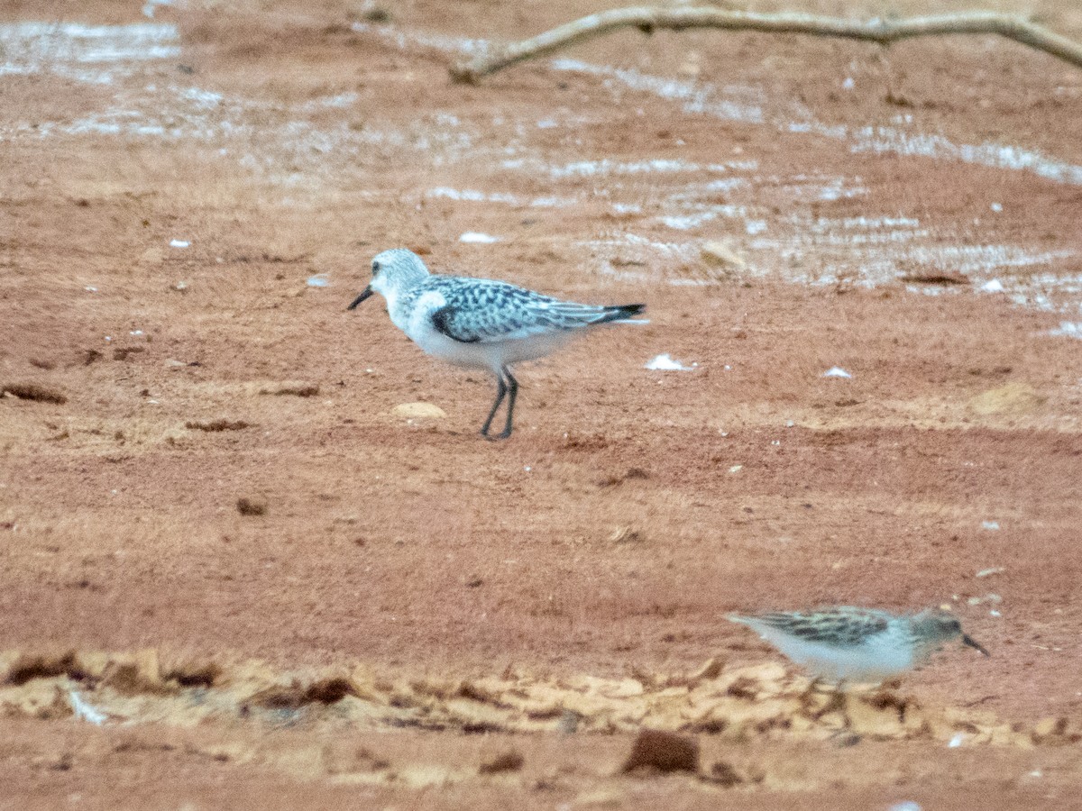 Sanderling - ML641276323