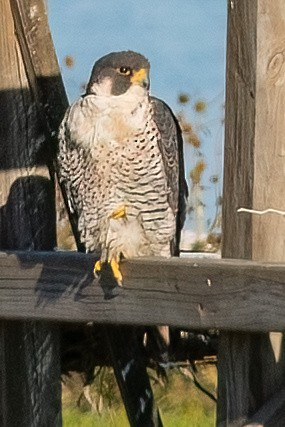 Peregrine Falcon - ML641276340