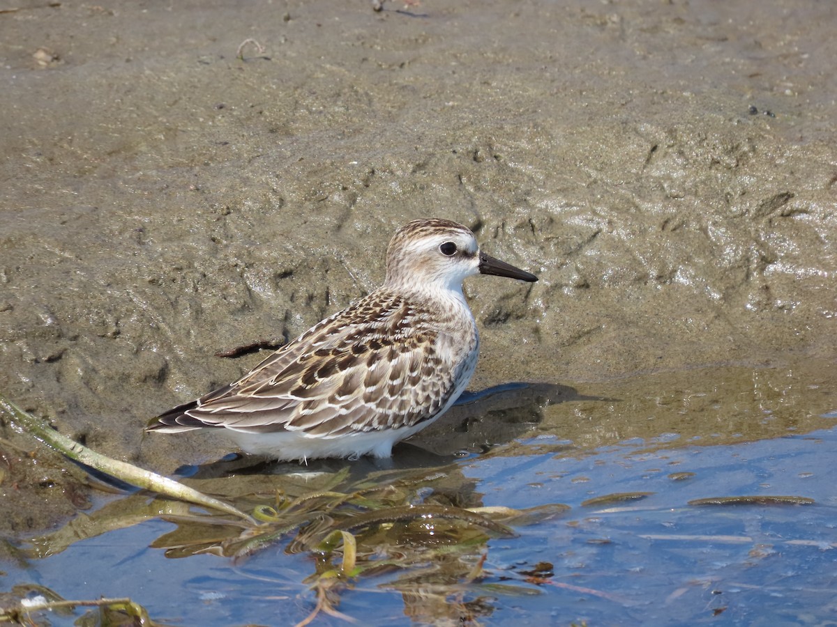 Semipalmated Sandpiper - ML641276343