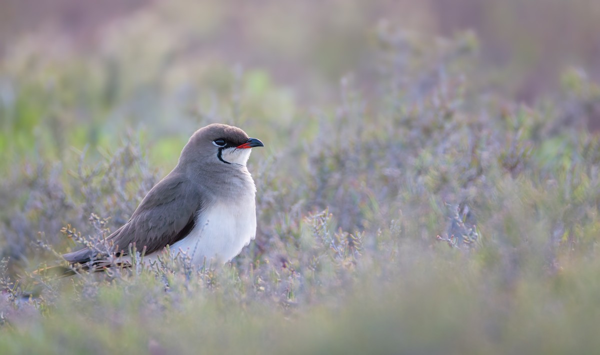 Canastera Común - ML641276353