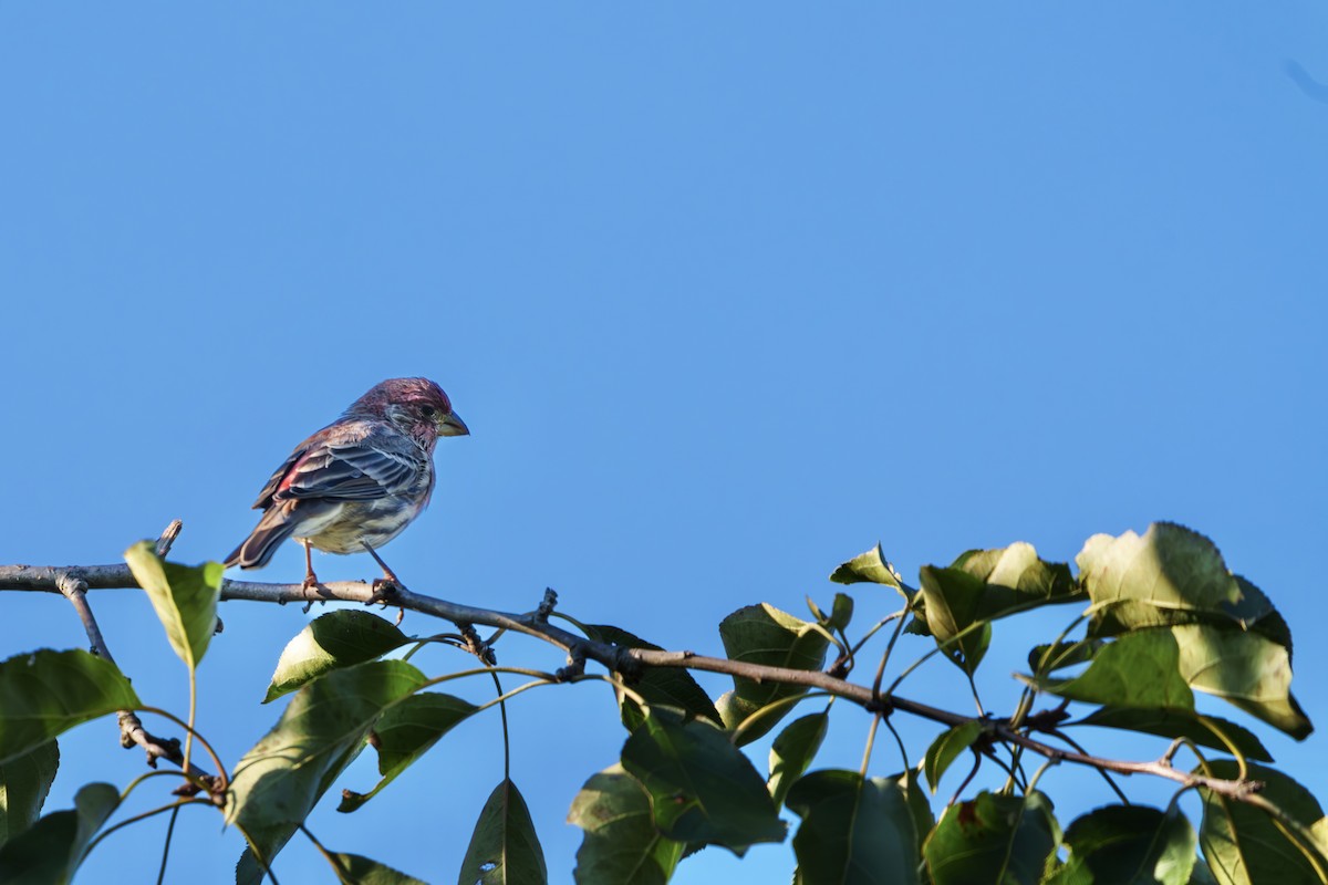 House Finch - ML641276372