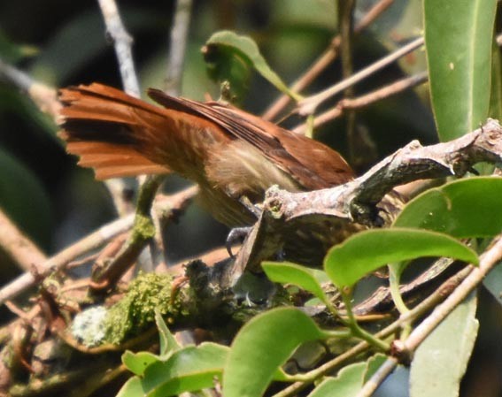 Slender-billed Xenops - ML641276377