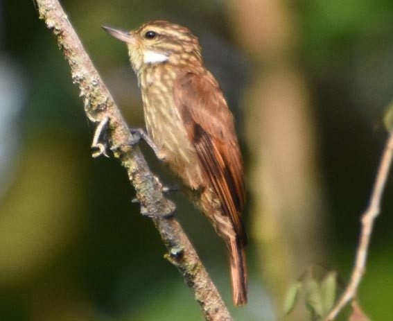 Slender-billed Xenops - ML641276380