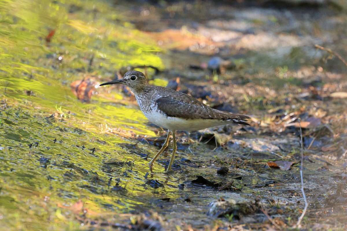 Einsiedelwasserläufer (solitaria) - ML641276384