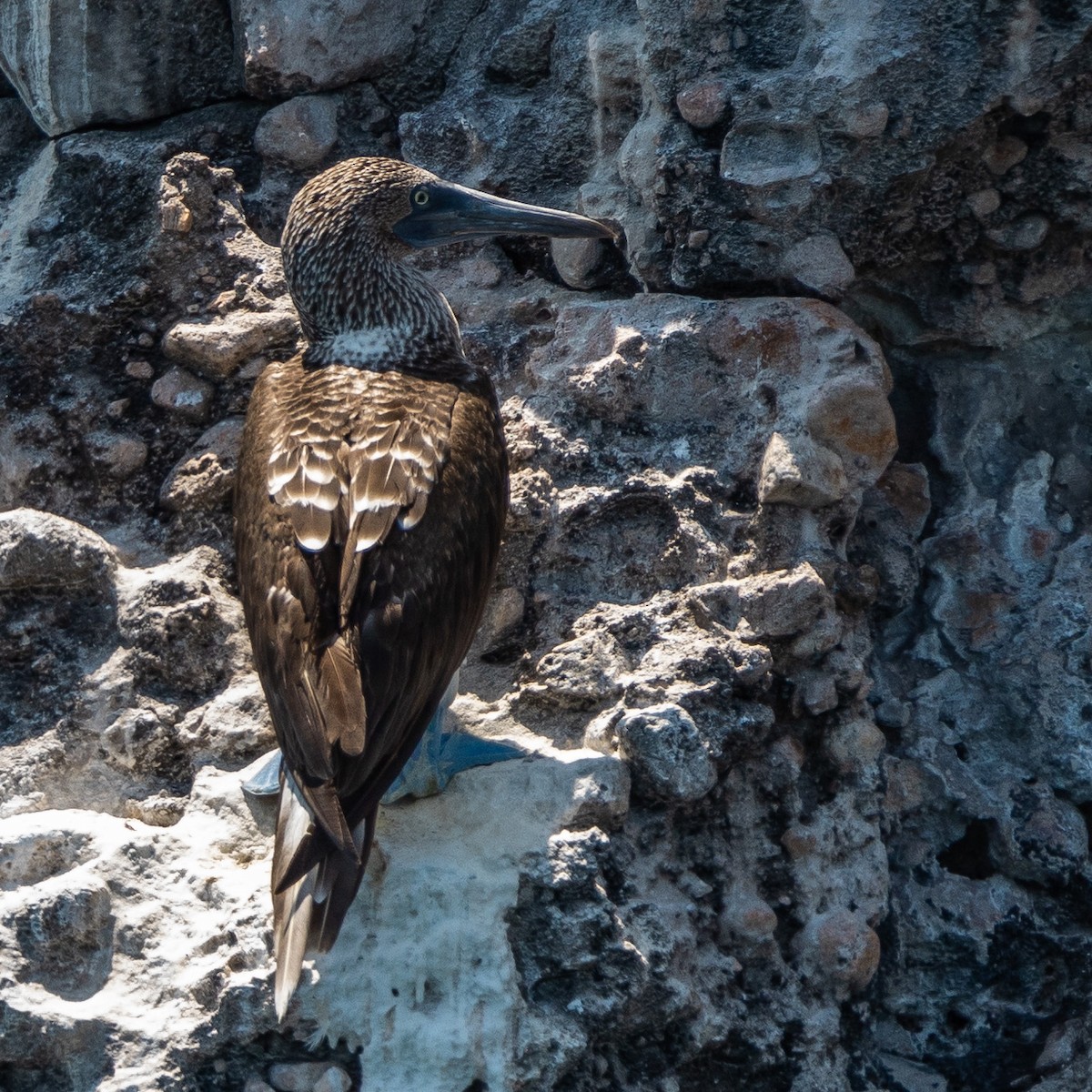 Blue-footed Booby - ML641276397