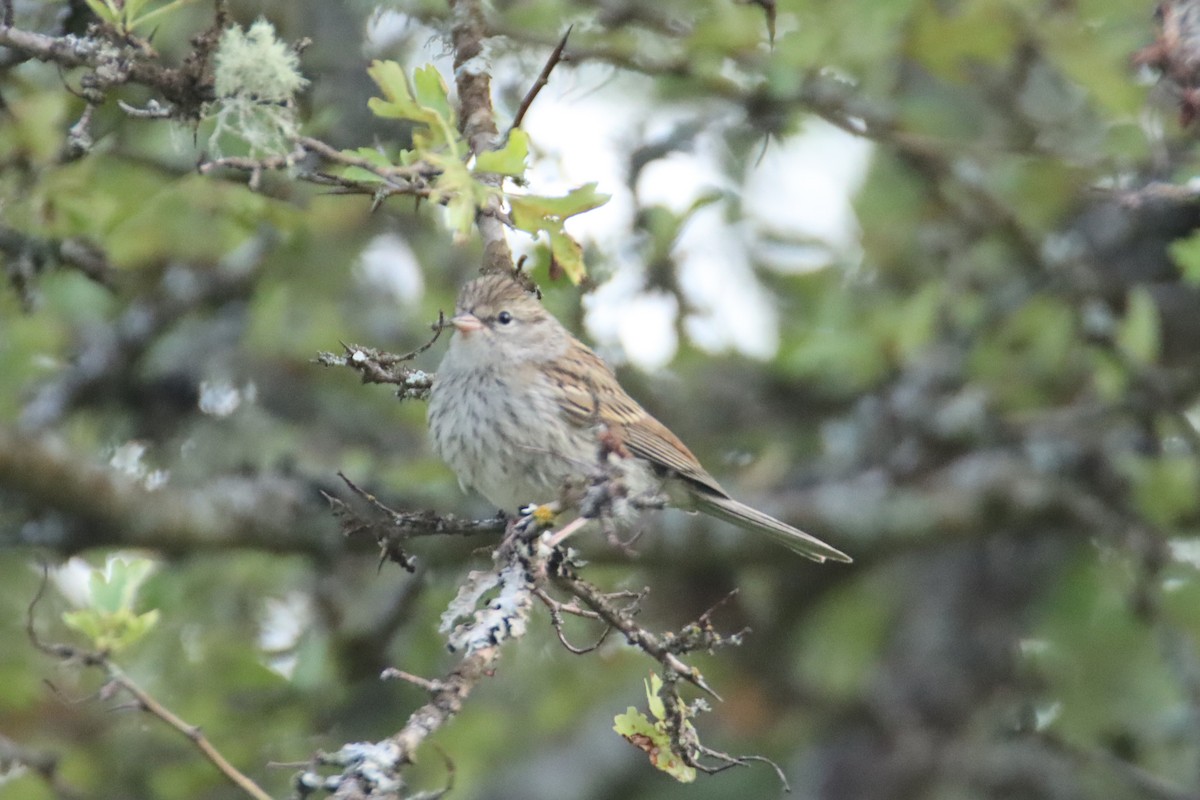 Chipping Sparrow - ML641276436