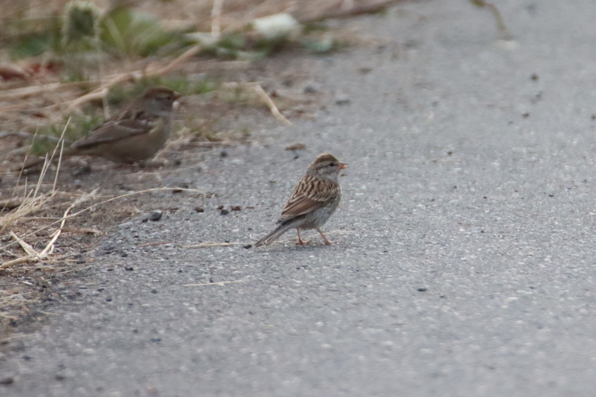 Chipping Sparrow - ML641276442