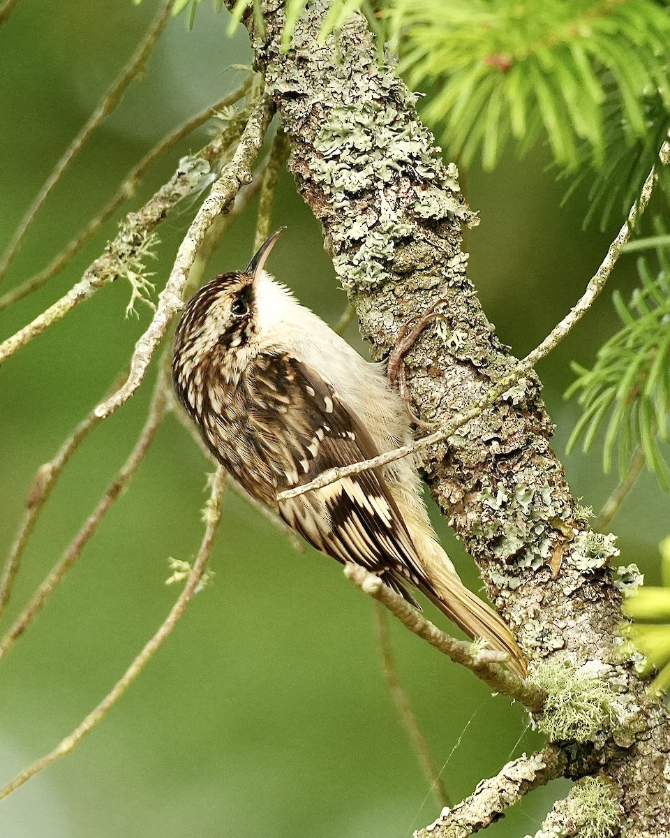 Brown Creeper - ML641276443