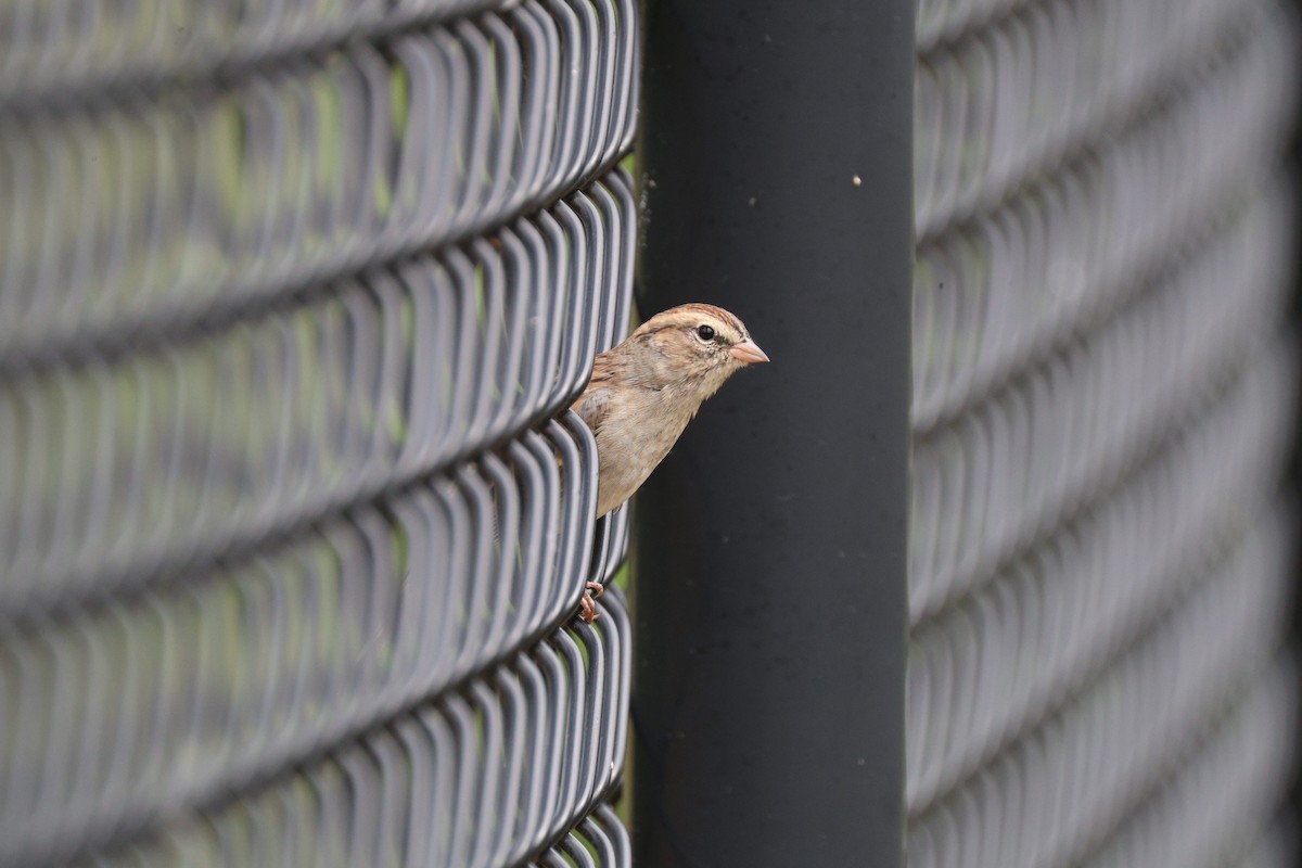 Chipping Sparrow - ML641276473